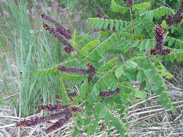 Amorpha fruticosa