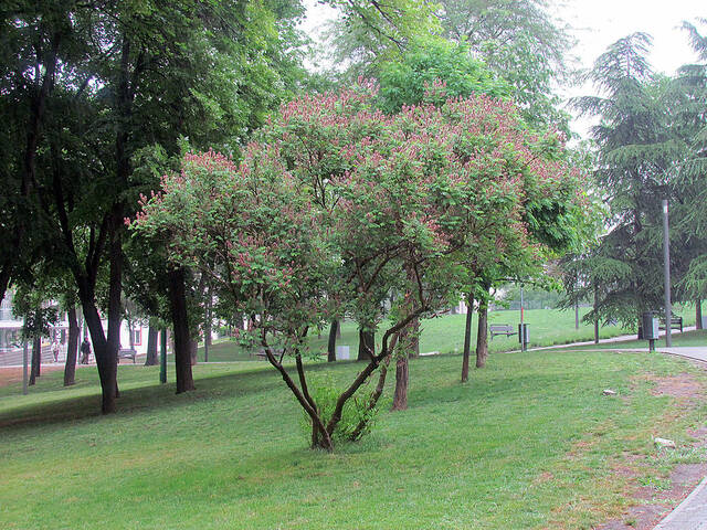 Amorpha fruticosa taillé