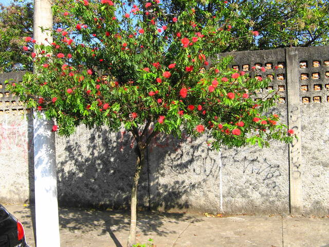 Calliandra dysantha formé en petit arbre