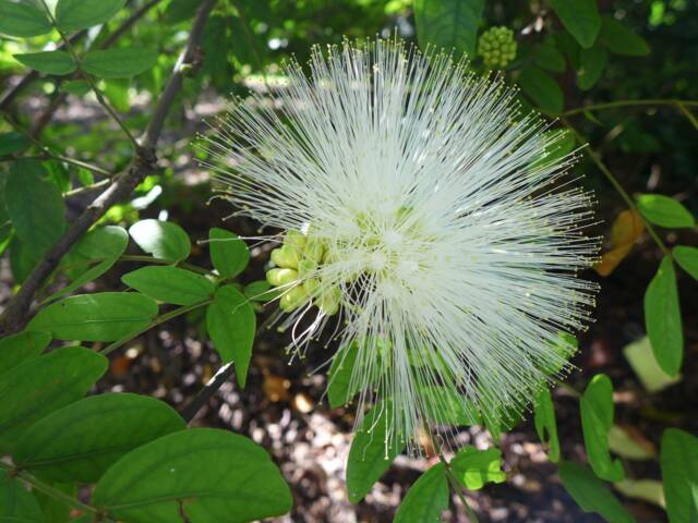 Calliandra haematocephala 'Alba'