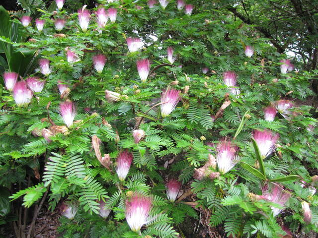 Calliandra surinamensis