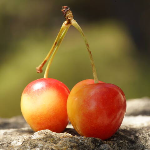 Cerises