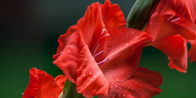 Glaïeul rouge