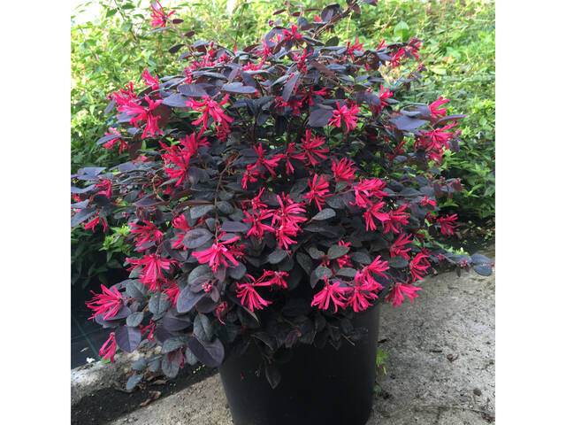 Loropetalum 'Black Pearl' en pot (photo : Globe Planter)