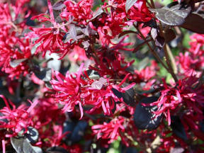 Callistemon viminalis Inferno Yanferno - Rince bouteille - Arbuste aux  fleurs rouges, jeunes feuilles orangées