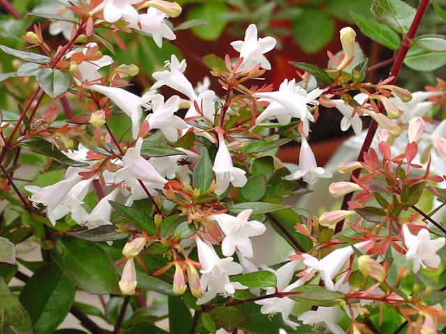 Abelia grandiflora