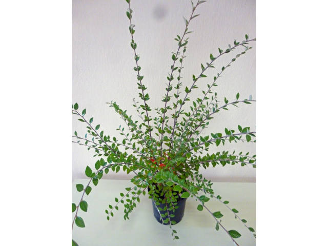 Cotoneaster (plante avant envoi)