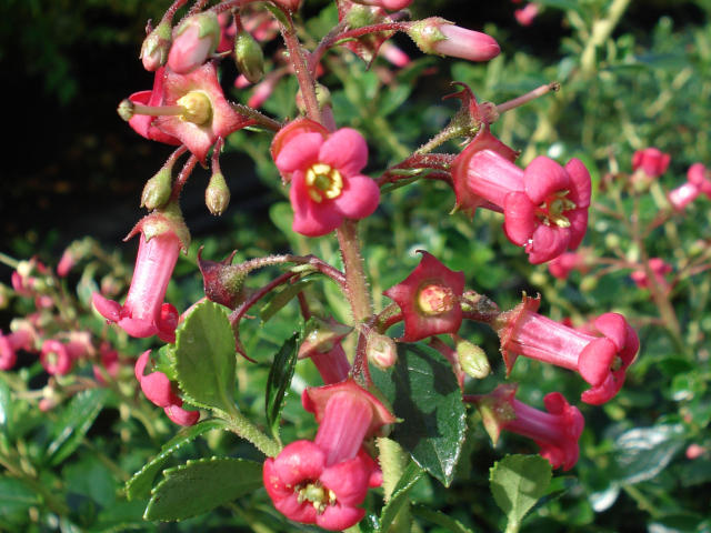 Escallonia rubra 'Macrantha' (détail des fleurs)