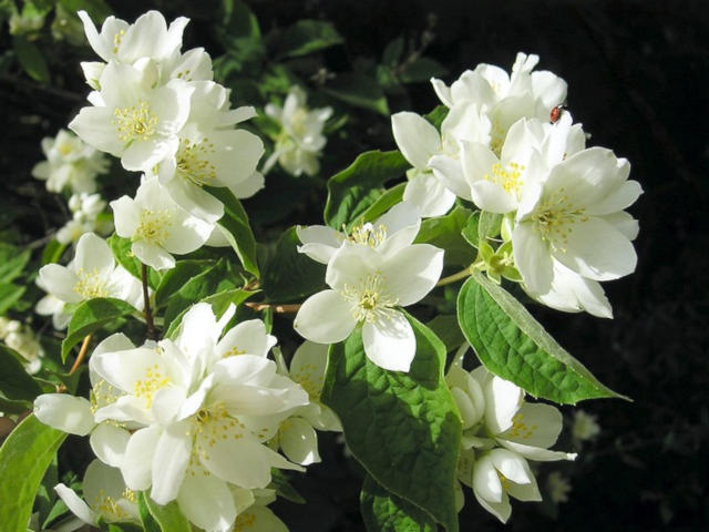Philadelphus coronarius (fleurs)