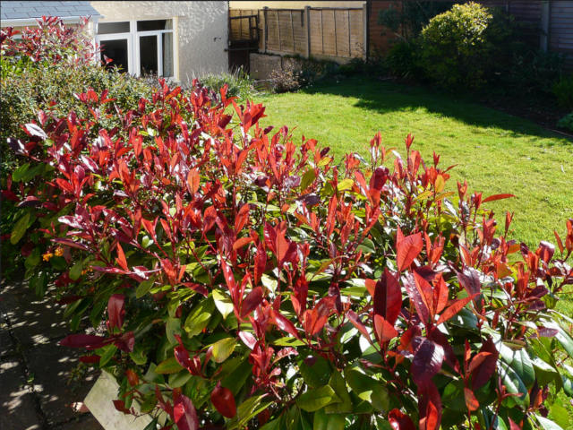 Photinia 'Red robin' en haie