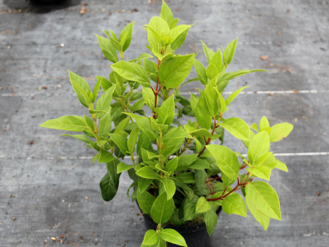 Viburnum tinus (plante avant envoi)