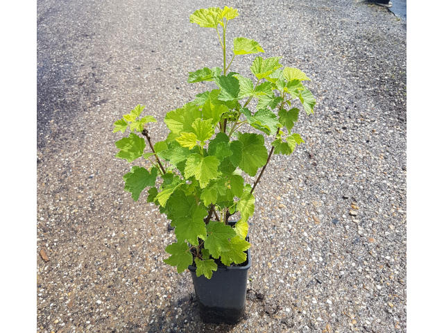 Cassis en pot de 1,5L (tel que livré)