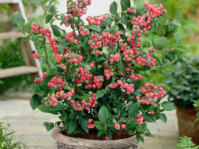 Myrtille 'Pink limonade'