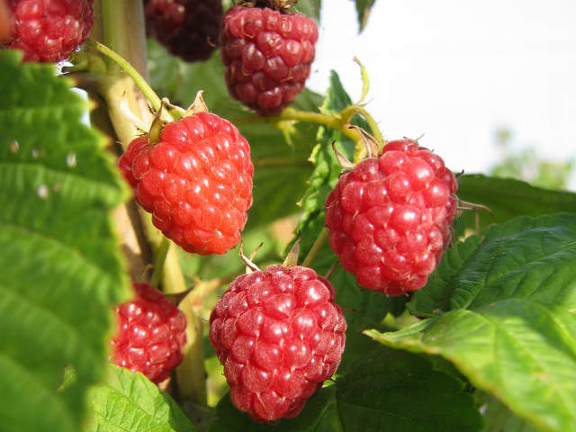 Framboisier 'Zeva'