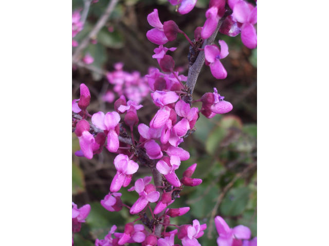 Arbre de Judée : floraison