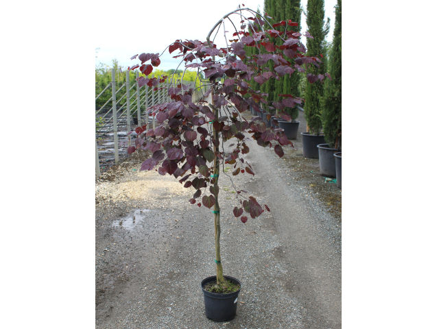 Cercis canadensis 'Ruby Falls' C7.5L (plante avant envoi)