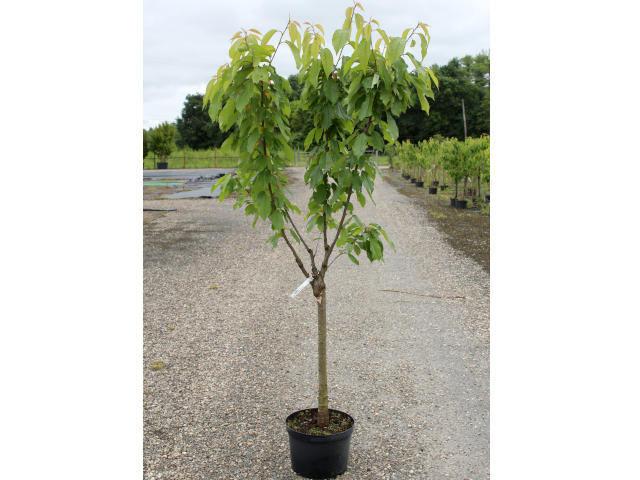 Cerisier Bigareau Burlat C12L (plante avant envoi)