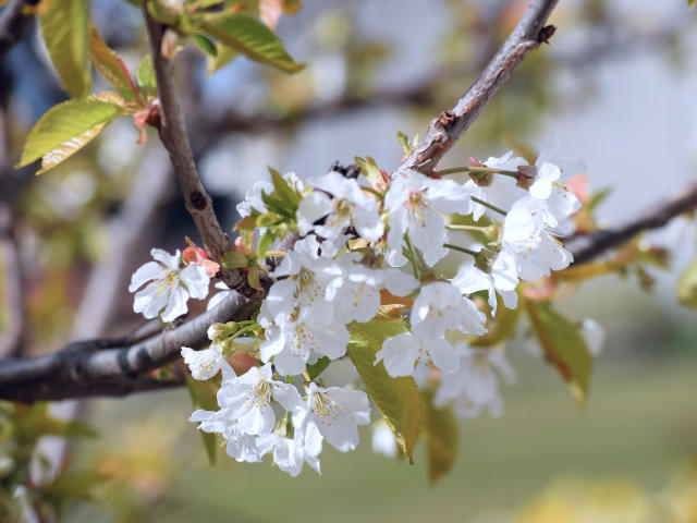 Floraison du cerisier