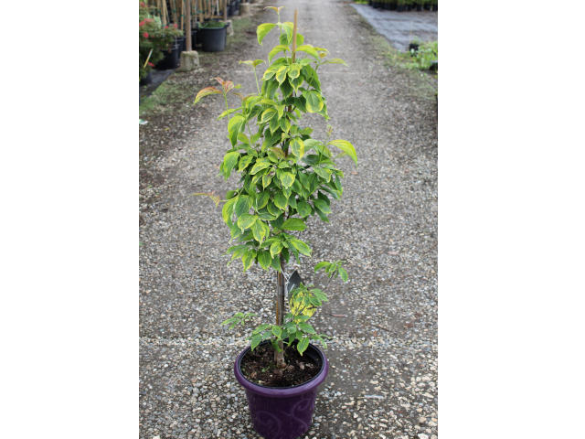 Cornus Kousa 'Celestial Shadow' C7.5L (plante avant envoi)