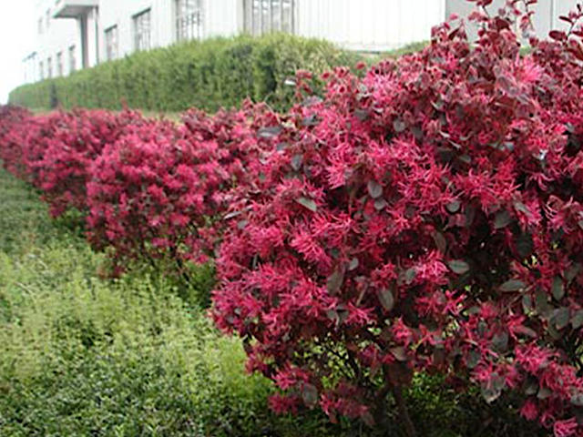 Loropetalum 'Black Pearl' en haie