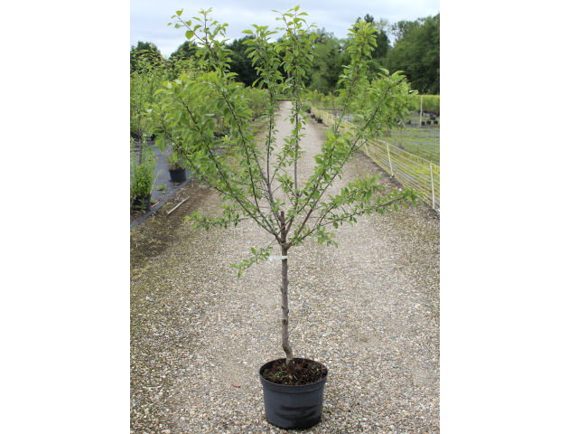 Mirabellier 'Mirabelle de Metz' C12L (plante avant envoi)