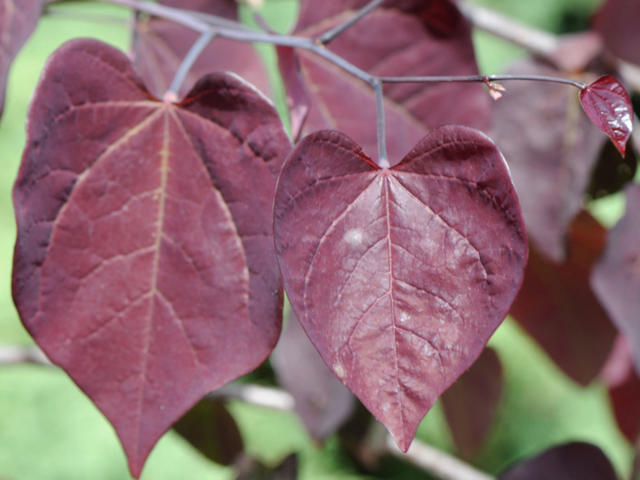Cercis 'Ruby Falls' : feuillage