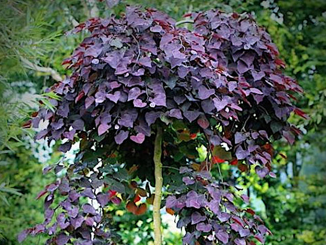Cercis canadensis ‘Ruby Falls’