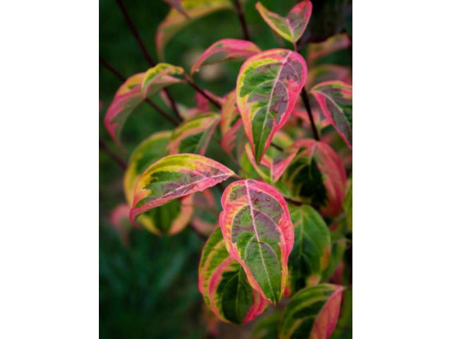 Cornus 'Celestial Shadow' : couleurs d'automne