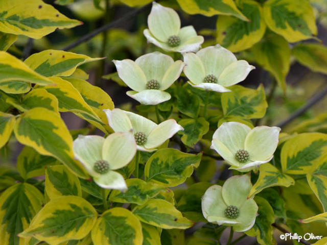 Cornus kousa 'Celestial Shadow'
