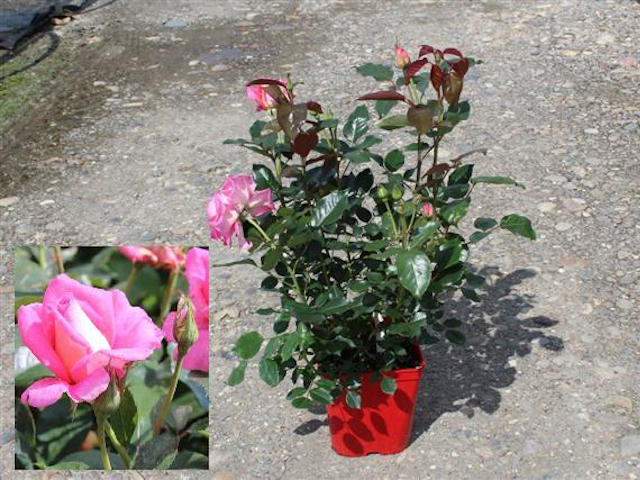 Le rosier tel qu'expédié