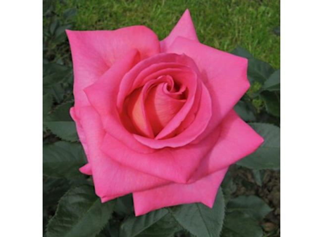 Rose 'Parfum Royal' - Edition Nirp International-Les Roses du Succès