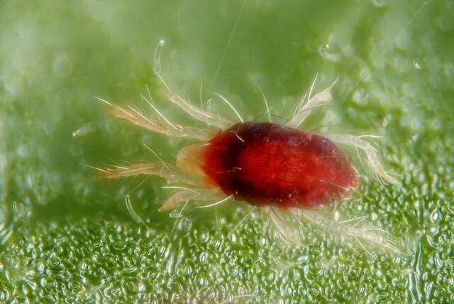 Araignée rouge (tetranychus urticae)