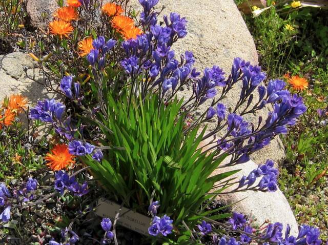 Babiana bleue en rocaille 