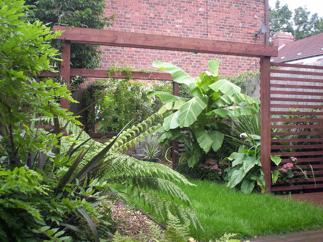 Bananier en fond de jardin (musa basjoo)