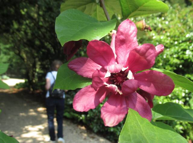 Calycanthus raulstonii 'Hartlage Wine'