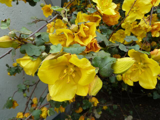 Fremontodendron californicum : fleurs