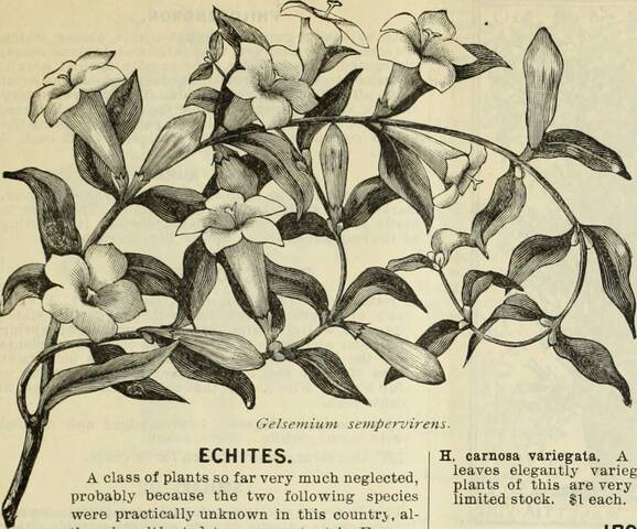 Gelsemium sempervirens - gravure ancienne