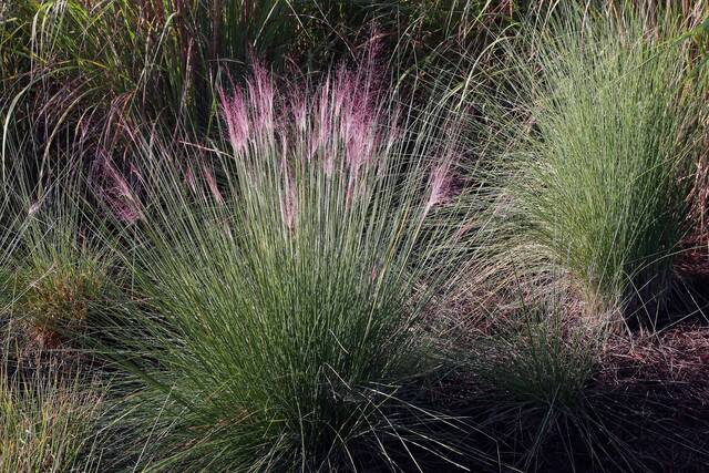 Molinie (molinia caerulea)
