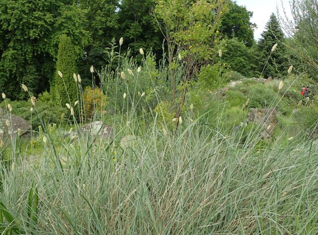 Sesleria argentea