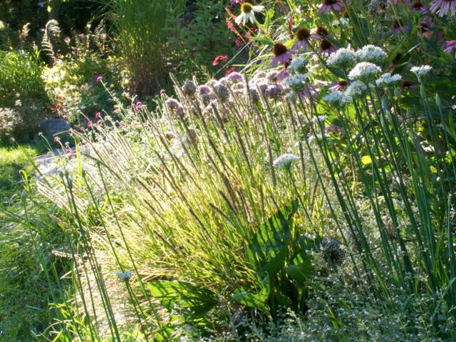 Sesleria automnalis dans un jardin champêtre