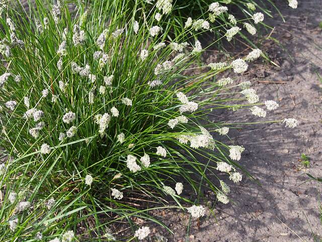 Sesleria heufleriana