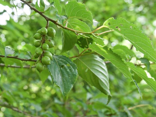 Stachyurus praecox : feuillage et fruits