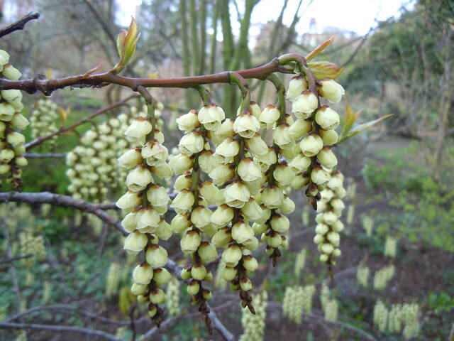 Stachyurus praecox : fleurs