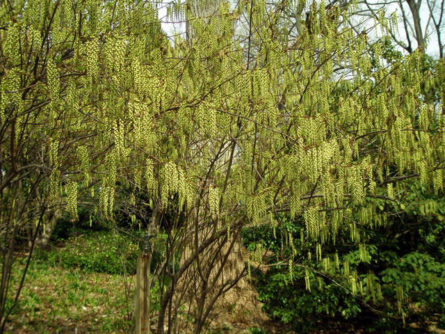 Stachyurus praecox