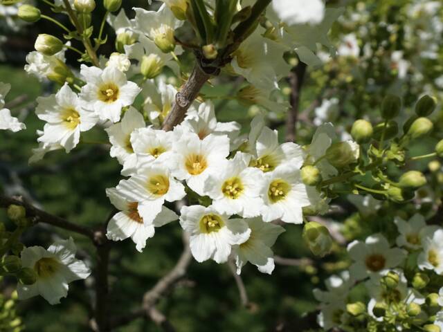 Xanthoceras sorbifolia : fleurs (détail)
