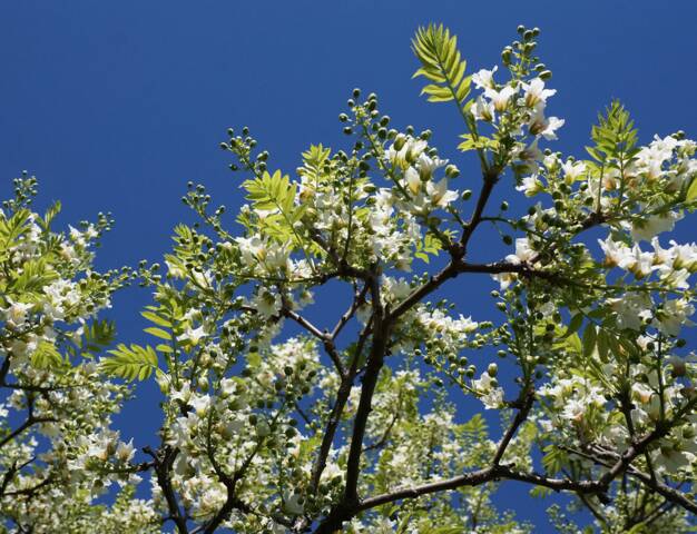 Xanthoceras sorbifolia : fleurs