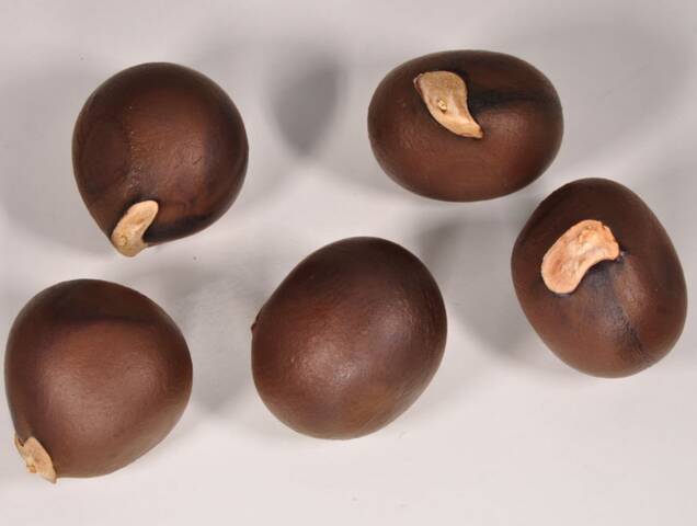 Xanthoceras sorbifolia : graines