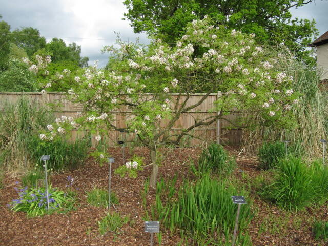 Xanthoceras sorbifolia