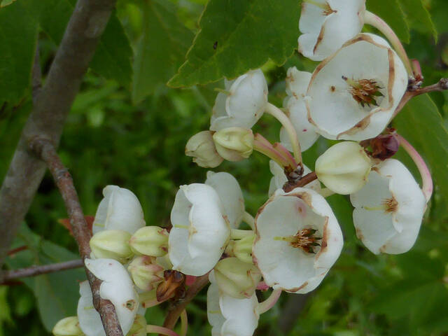 Zenobia pulverulenta, muguet en arbre : fleurs