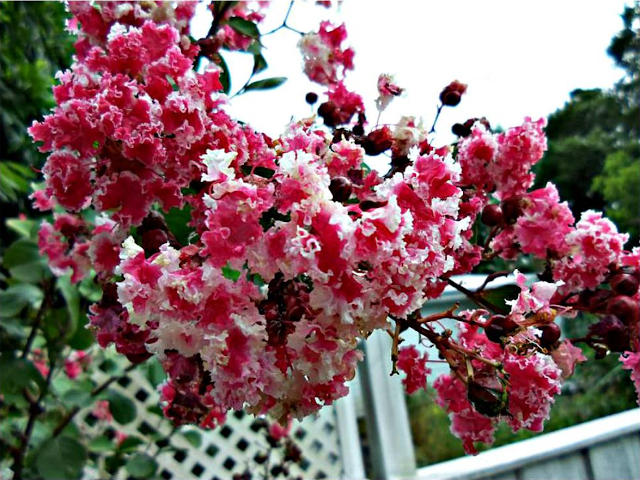 Lilas des Indes 'Berlingot Menthe'